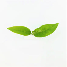 Load image into Gallery viewer, Tsuyu Hikari - Shirakawa-cha Single Estate Rare Green Tea -