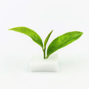 Tsuyu Hikari - Shirakawa-cha Single Estate Rare Green Tea -